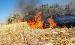 مزرعه سوزی به مثابه خودسوزی