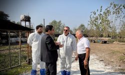 پیشگیری از بیمارهای نوپدید دامی در مازندران