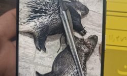 حرفه‌ای ترین قاتل حیات وحش آمل دستگیر شد+تصاویر