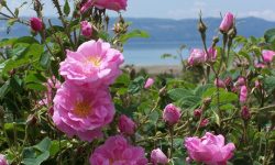 گل محمدی؛ طلای خوش‌عطرِ بهار در مازندران