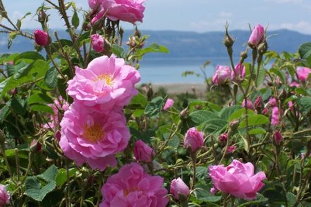 گل محمدی؛ طلای خوش‌عطرِ بهار در مازندران